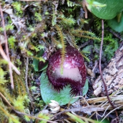 Corysanthes hispida (Bristly Helmet Orchid) at Tralee, NSW - 3 Apr 2022 by dan.clark