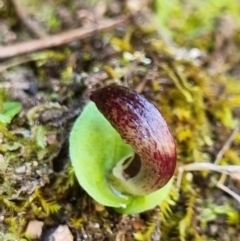 Corysanthes hispida at Tralee, NSW - suppressed