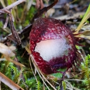 Corysanthes hispida at Tralee, NSW - suppressed