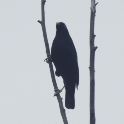 Ptilonorhynchus violaceus (Satin Bowerbird) at Stromlo, ACT - 3 Apr 2022 by HelenCross