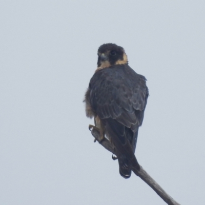 Falco longipennis (Australian Hobby) at Stromlo, ACT - 3 Apr 2022 by HelenCross