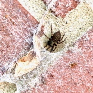 Badumna sp. (genus) at Aranda, ACT - 29 Mar 2022