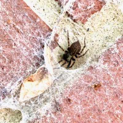 Badumna sp. (genus) (Lattice-web spider) at Aranda, ACT - 29 Mar 2022 by KMcCue