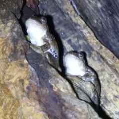 Litoria peronii (Peron's Tree Frog, Emerald Spotted Tree Frog) at Kambah, ACT - 3 Apr 2022 by HelenCross