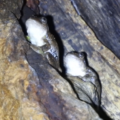 Litoria peronii (Peron's Tree Frog, Emerald Spotted Tree Frog) at Kambah, ACT - 3 Apr 2022 by HelenCross