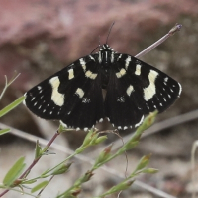 Phalaenoides tristifica (Willow-herb Day-moth) at Acton, ACT - 4 Feb 2022 by AlisonMilton