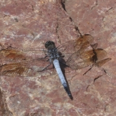 Orthetrum caledonicum (Blue Skimmer) at ANBG - 4 Feb 2022 by AlisonMilton