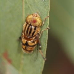 Eristalinus punctulatus (Golden Native Drone Fly) at Acton, ACT - 3 Feb 2022 by AlisonMilton