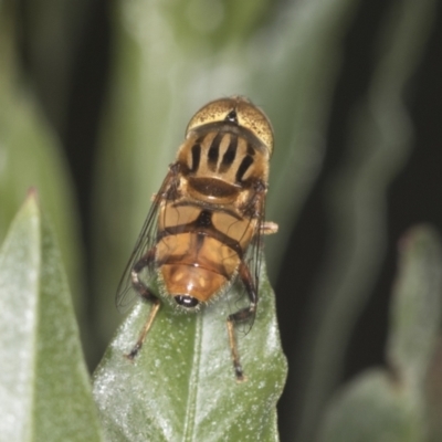 Eristalinus punctulatus (Golden Native Drone Fly) at ANBG - 4 Feb 2022 by AlisonMilton