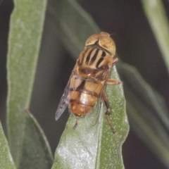 Eristalinus punctulatus at Acton, ACT - 4 Feb 2022