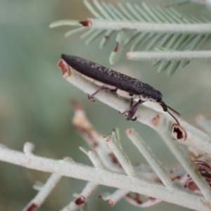 Rhinotia sparsa at Murrumbateman, NSW - 2 Apr 2022