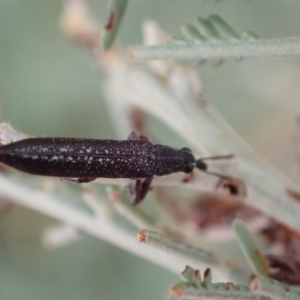 Rhinotia sparsa at Murrumbateman, NSW - 2 Apr 2022