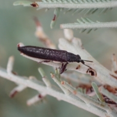 Rhinotia sparsa at Murrumbateman, NSW - 2 Apr 2022