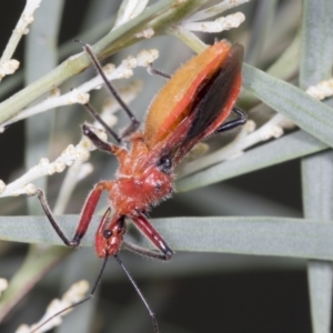 Gminatus australis at Acton, ACT - 4 Feb 2022