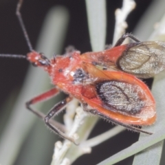 Gminatus australis at Acton, ACT - 4 Feb 2022 03:10 PM