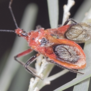 Gminatus australis at Acton, ACT - 4 Feb 2022