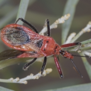 Gminatus australis at Acton, ACT - 4 Feb 2022