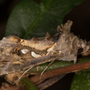 Chrysodeixis argentifera at Melba, ACT - 11 Feb 2022