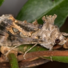 Chrysodeixis argentifera at Melba, ACT - 11 Feb 2022