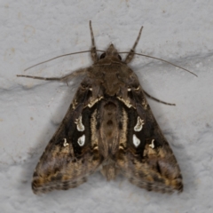 Chrysodeixis argentifera at Melba, ACT - 11 Feb 2022