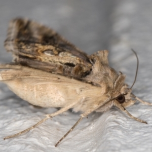 Chrysodeixis argentifera at Melba, ACT - 11 Feb 2022