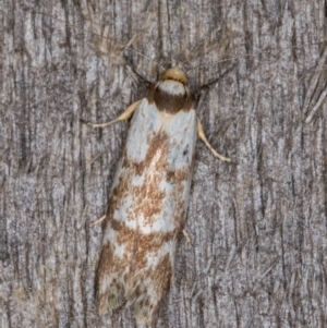 Palimmeces habrophanes at Melba, ACT - 12 Feb 2022 11:05 PM