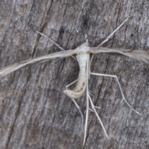 Platyptilia celidotus at Melba, ACT - 12 Feb 2022