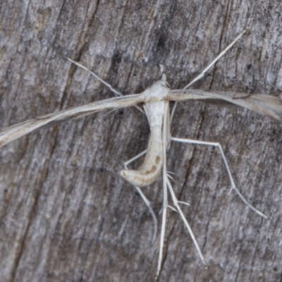 Platyptilia celidotus (Plume Moth) at Melba, ACT - 12 Feb 2022 by kasiaaus