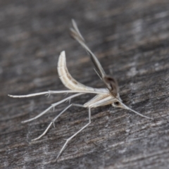 Platyptilia celidotus at Melba, ACT - 12 Feb 2022