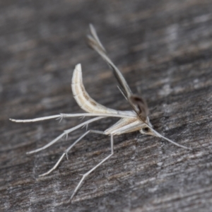 Platyptilia celidotus at Melba, ACT - 12 Feb 2022