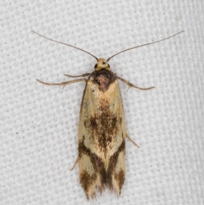 Isomoralla pyrrhoptera (A concealer moth) at Melba, ACT - 12 Feb 2022 by kasiaaus