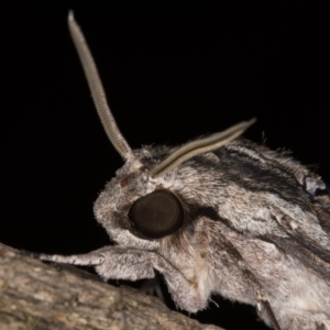 Agrius convolvuli at Melba, ACT - 13 Feb 2022