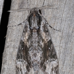 Agrius convolvuli at Melba, ACT - 13 Feb 2022 09:48 PM