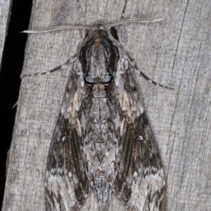 Agrius convolvuli at Melba, ACT - 13 Feb 2022 09:48 PM