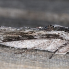 Agrius convolvuli at Melba, ACT - 13 Feb 2022 09:48 PM