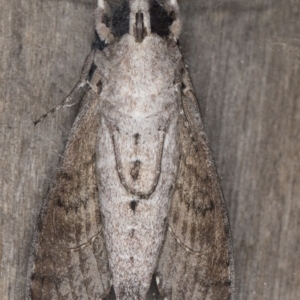 Agrius convolvuli at Melba, ACT - 13 Feb 2022 09:48 PM