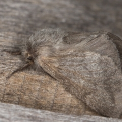 Pernattia pusilla (She-Oak Moth) at Melba, ACT - 13 Feb 2022 by kasiaaus