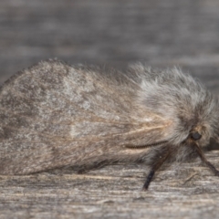 Pernattia pusilla at Melba, ACT - 13 Feb 2022 09:44 PM