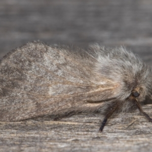 Pernattia pusilla at Melba, ACT - 13 Feb 2022