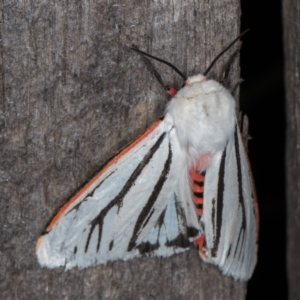 Aloa marginata at Melba, ACT - 13 Feb 2022 09:46 PM