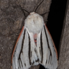 Aloa marginata at Melba, ACT - 13 Feb 2022 09:46 PM