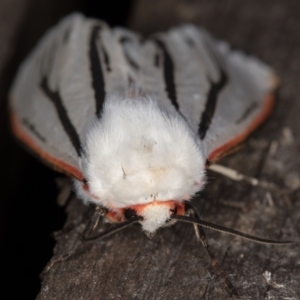 Aloa marginata at Melba, ACT - 13 Feb 2022