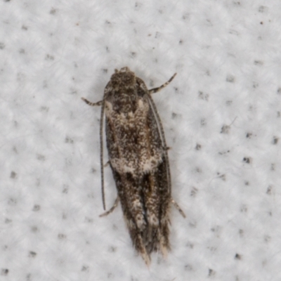 Gelechioidea (superfamily) (Unidentified Gelechioid moth) at Melba, ACT - 13 Feb 2022 by kasiaaus