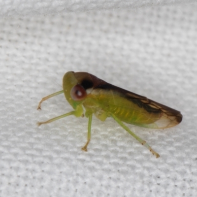 Unidentified Leafhopper & planthopper (Hemiptera, several families) at Melba, ACT - 13 Feb 2022 by kasiaaus