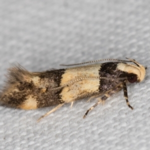 Macrobathra hamaxitodes at Melba, ACT - 13 Feb 2022 11:35 PM