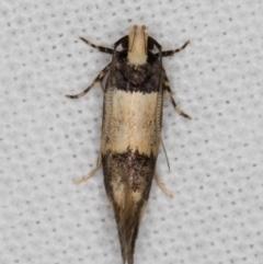 Macrobathra hamaxitodes at Melba, ACT - 13 Feb 2022 11:35 PM