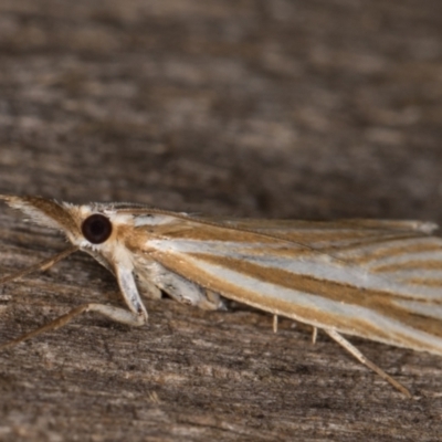 Hednota species near grammellus at Melba, ACT - 13 Feb 2022 by kasiaaus