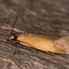 Phauloplana illuta (A concealer moth) at Melba, ACT - 13 Feb 2022 by kasiaaus