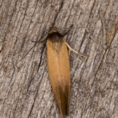 Phauloplana illuta at Melba, ACT - 13 Feb 2022