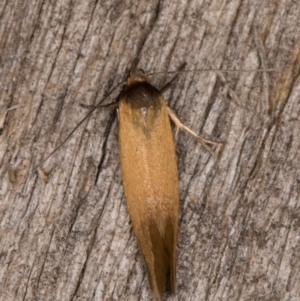 Phauloplana illuta at Melba, ACT - 13 Feb 2022